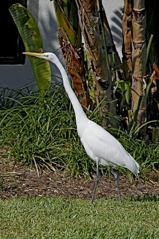 129 Fort Lauderdale, Florida, hyatt regency pier 66, zilverreiger.JPG